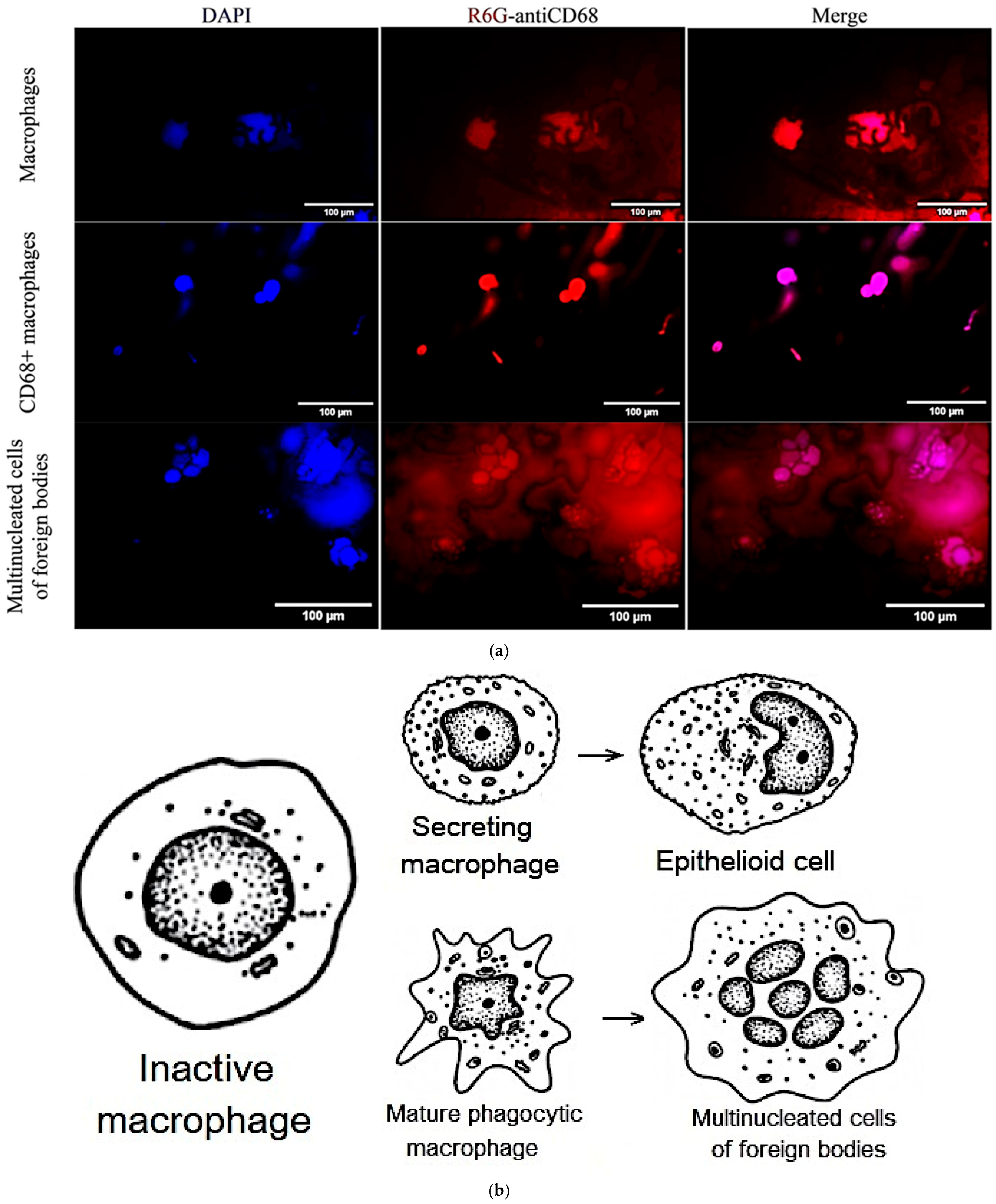 Immuno 05 00043 g003 Immuno 05 00043 g003