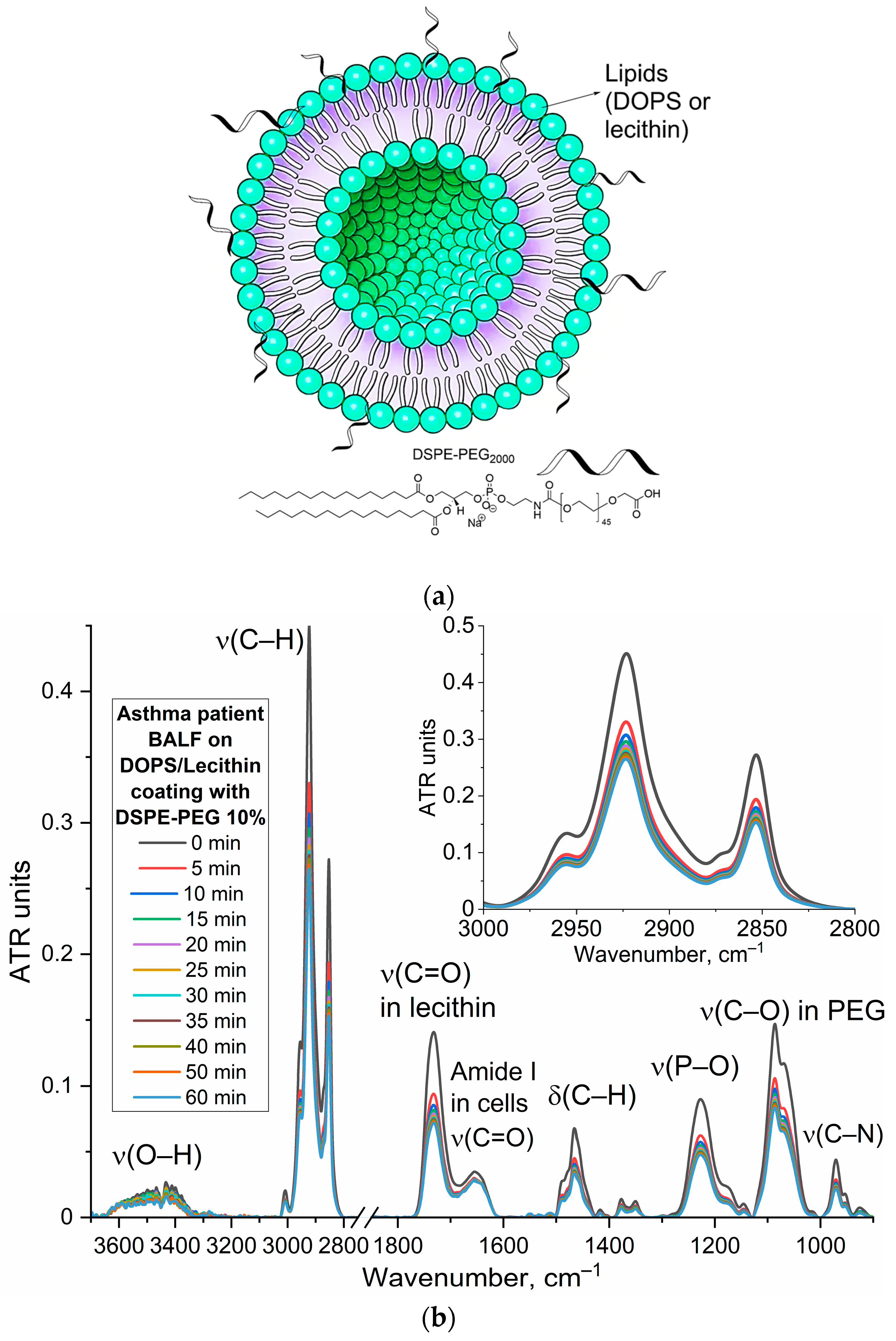 Immuno 05 00043 g006a Immuno 05 00043 g006a