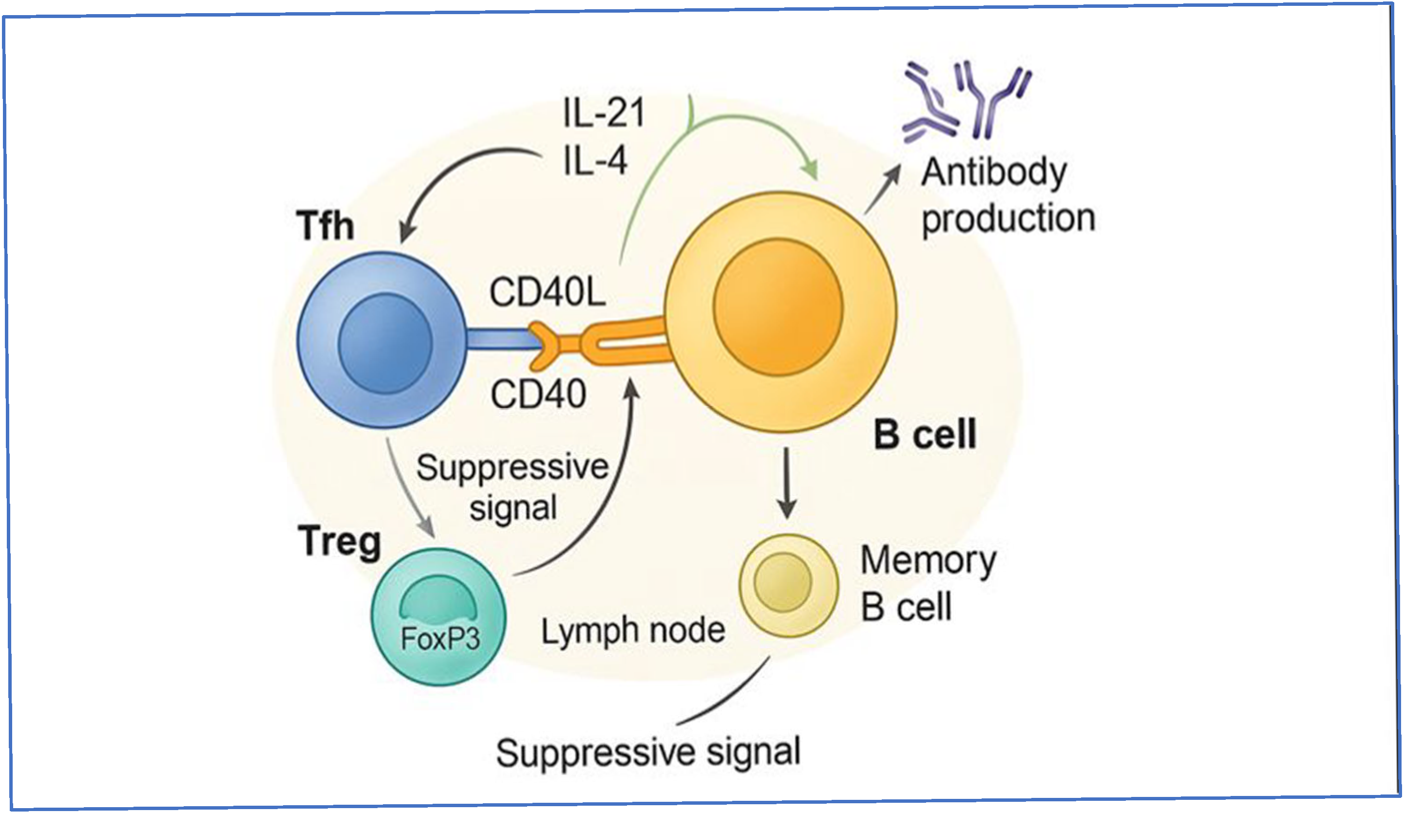 Immuno 05 00062 g001 Immuno 05 00062 g001