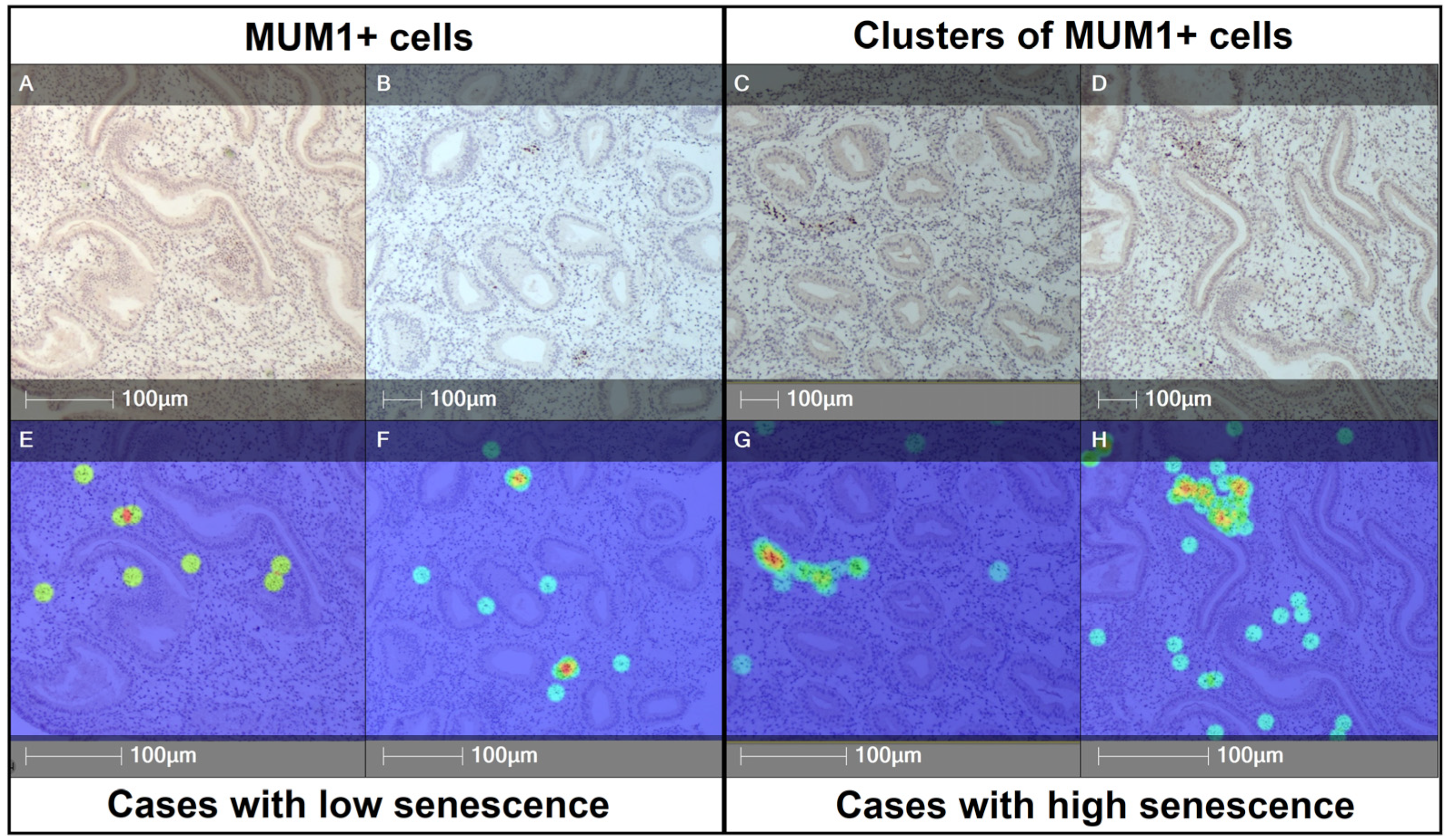 Immuno 06 00003 g005