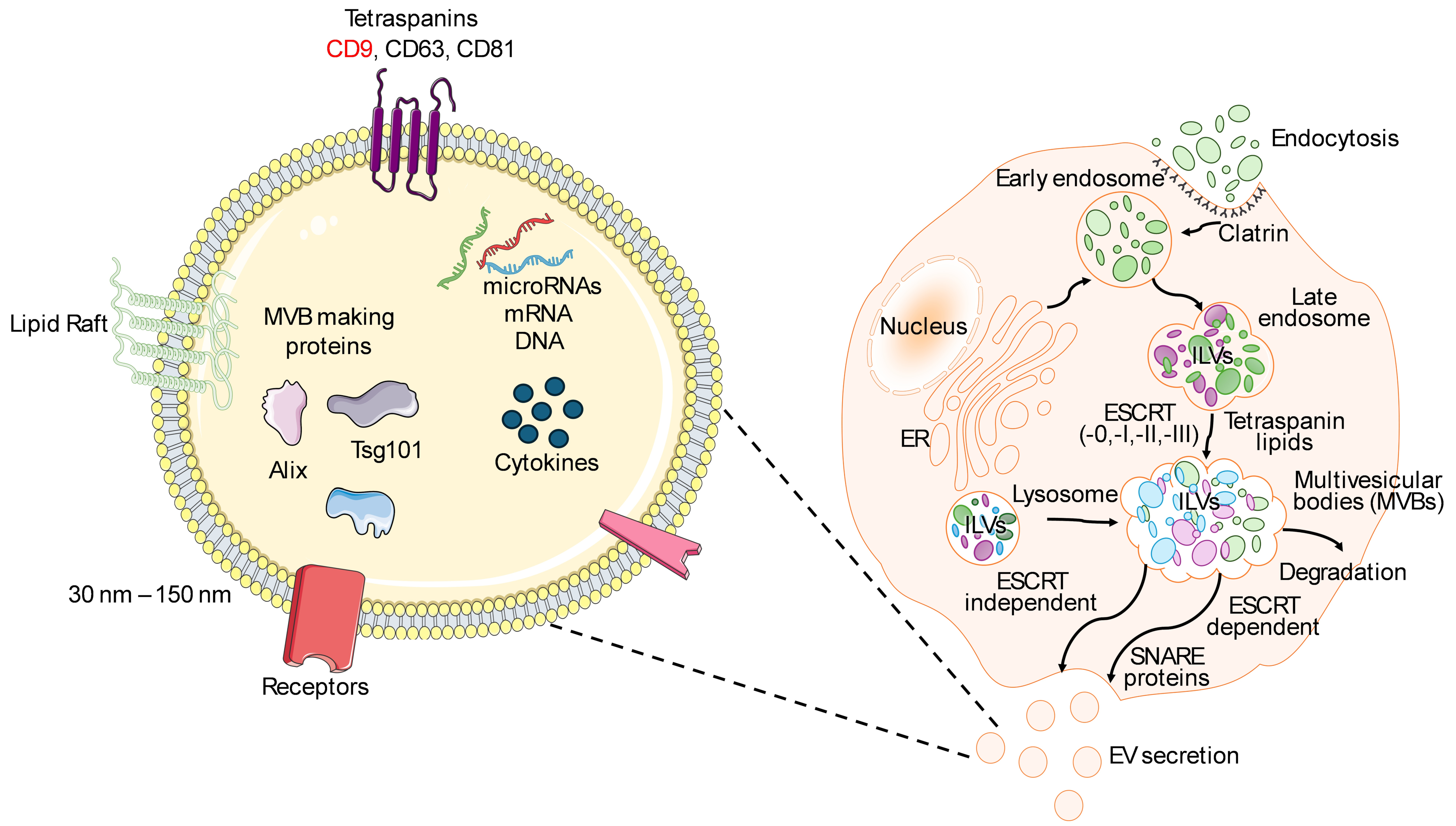 Immuno 06 00012 g001 Immuno 06 00012 g001