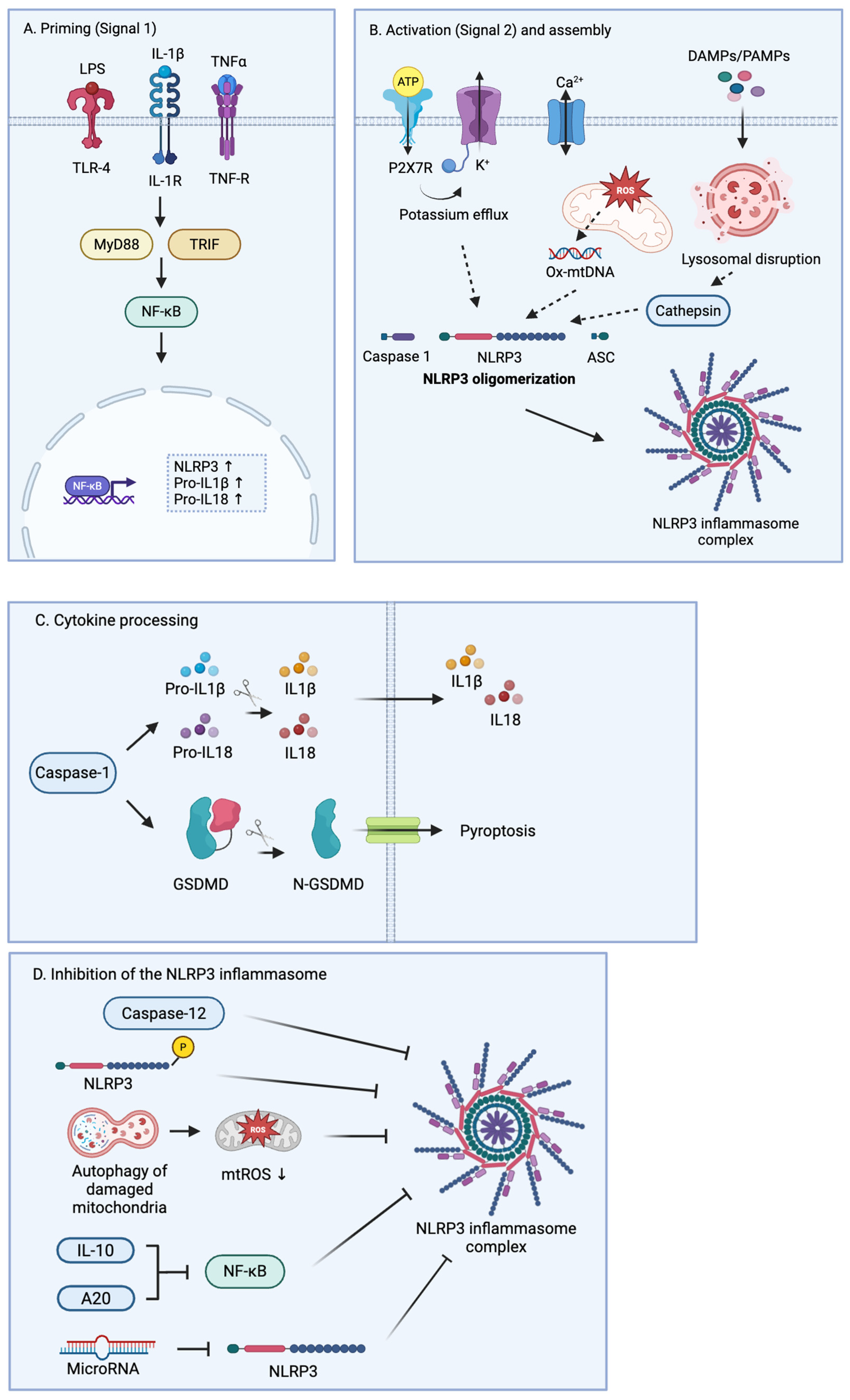 Immuno 06 00013 g001 Immuno 06 00013 g001