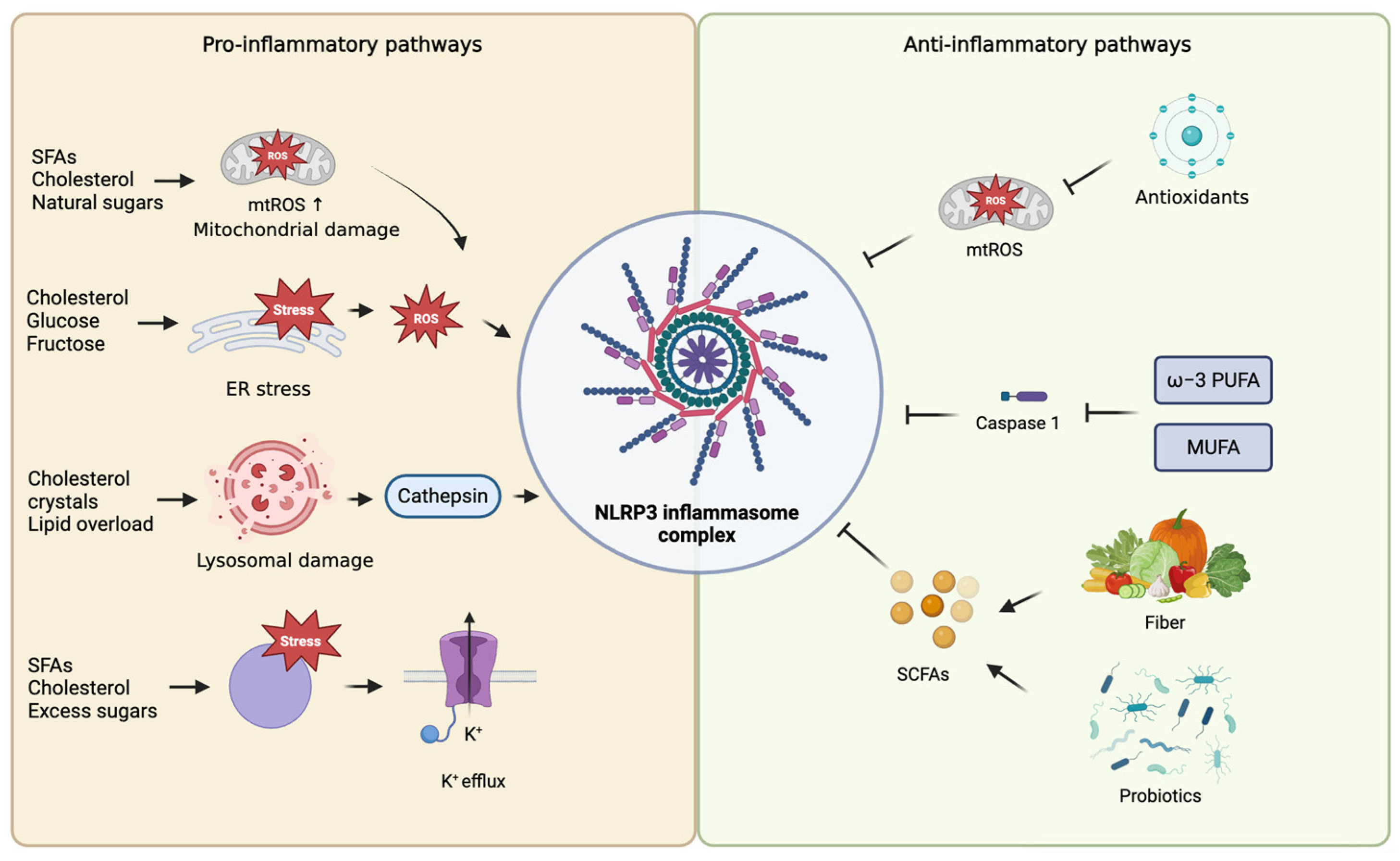Immuno 06 00013 g002 Immuno 06 00013 g002