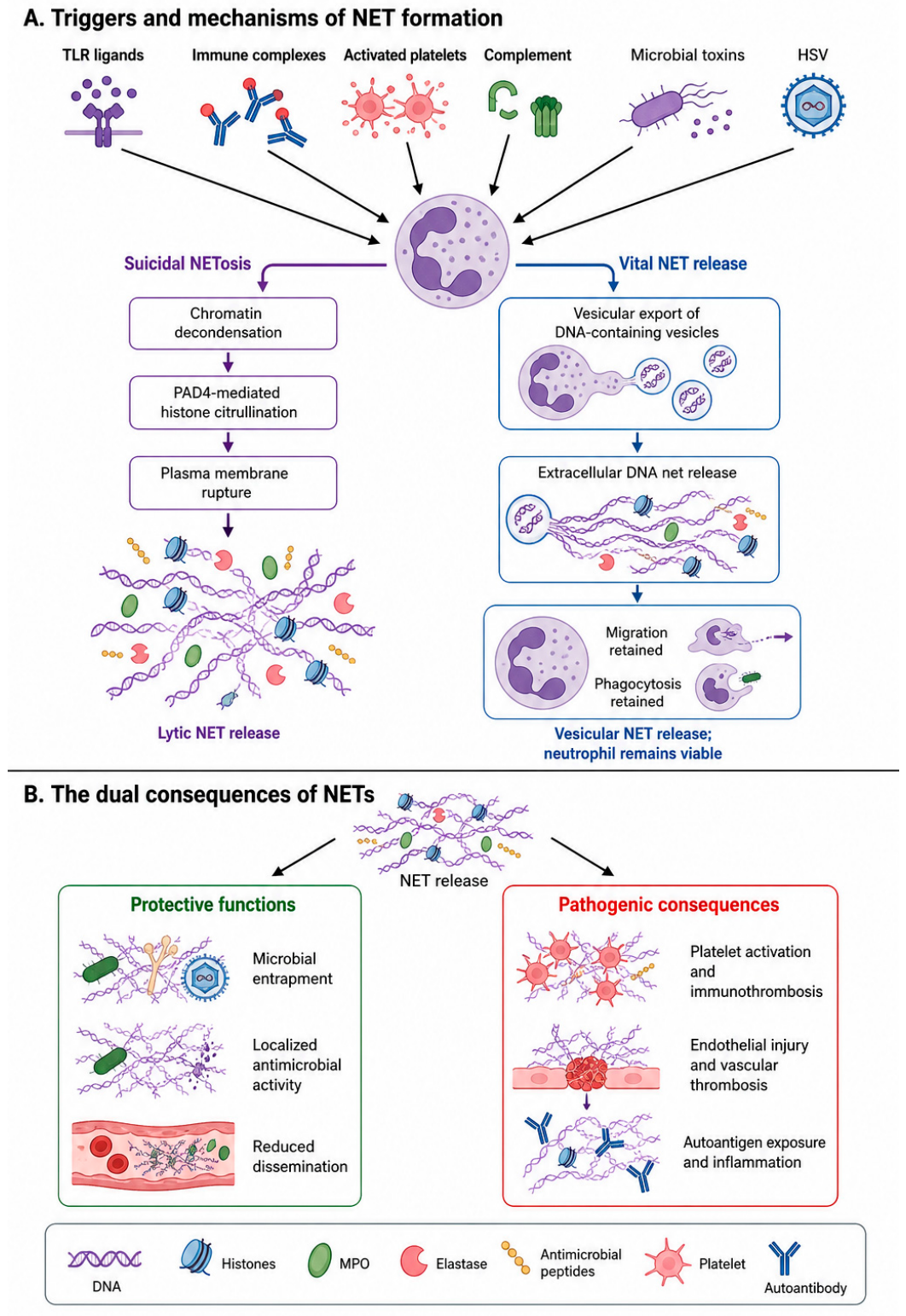 Immuno 06 00062 g004 Immuno 06 00062 g004