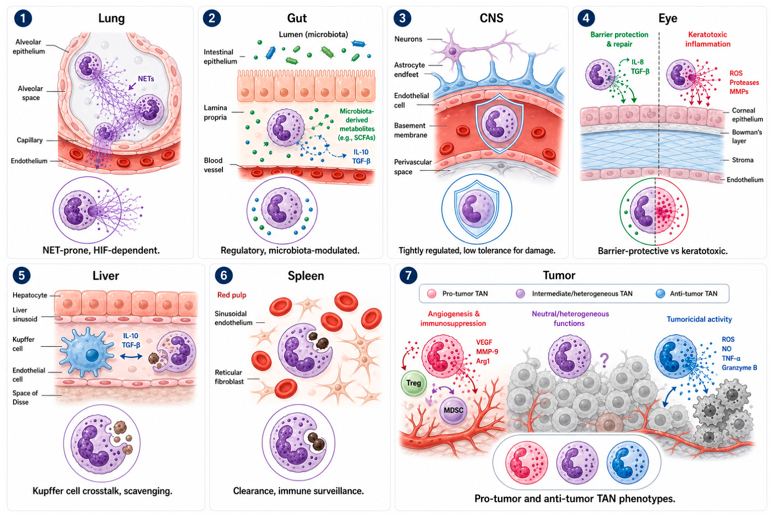 Immuno 06 00062 g005 Immuno 06 00062 g005