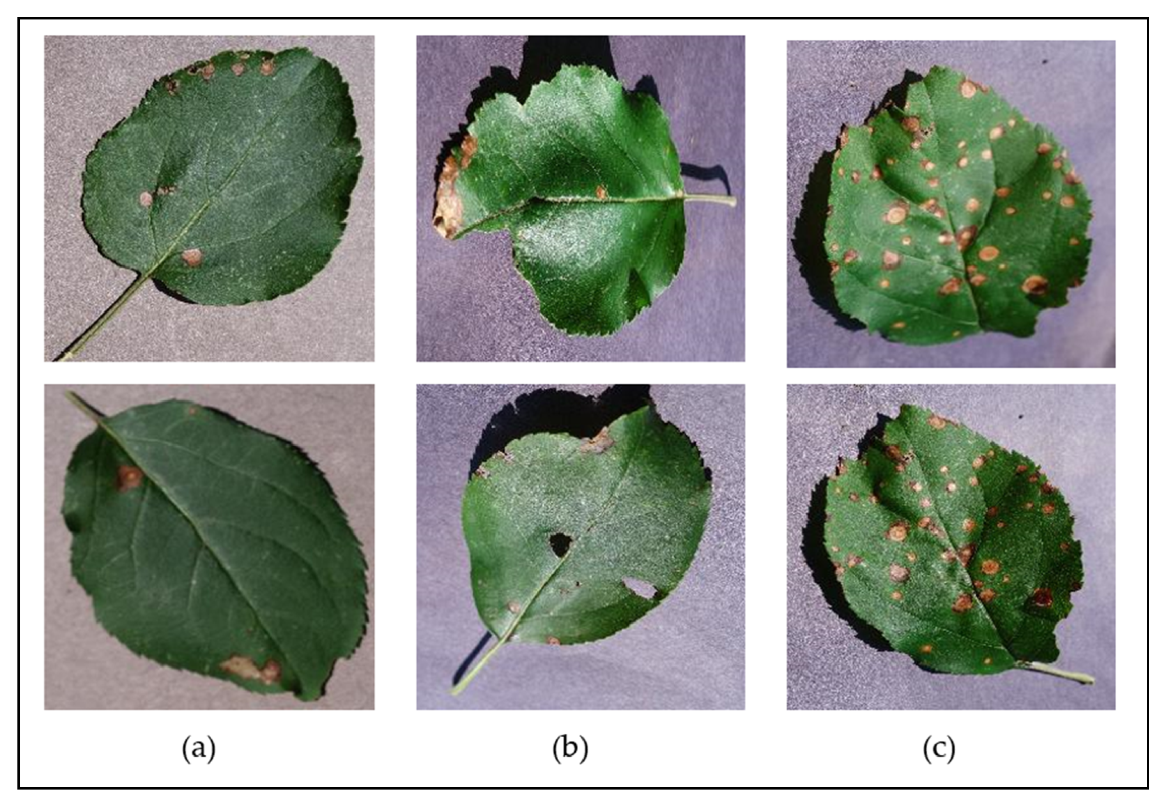 Informatics 09 00055 g004
