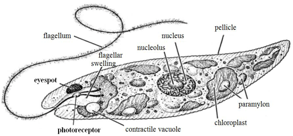 Information 04 00240 g004 1024