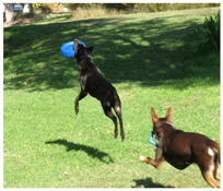 Information 10 00354 i003