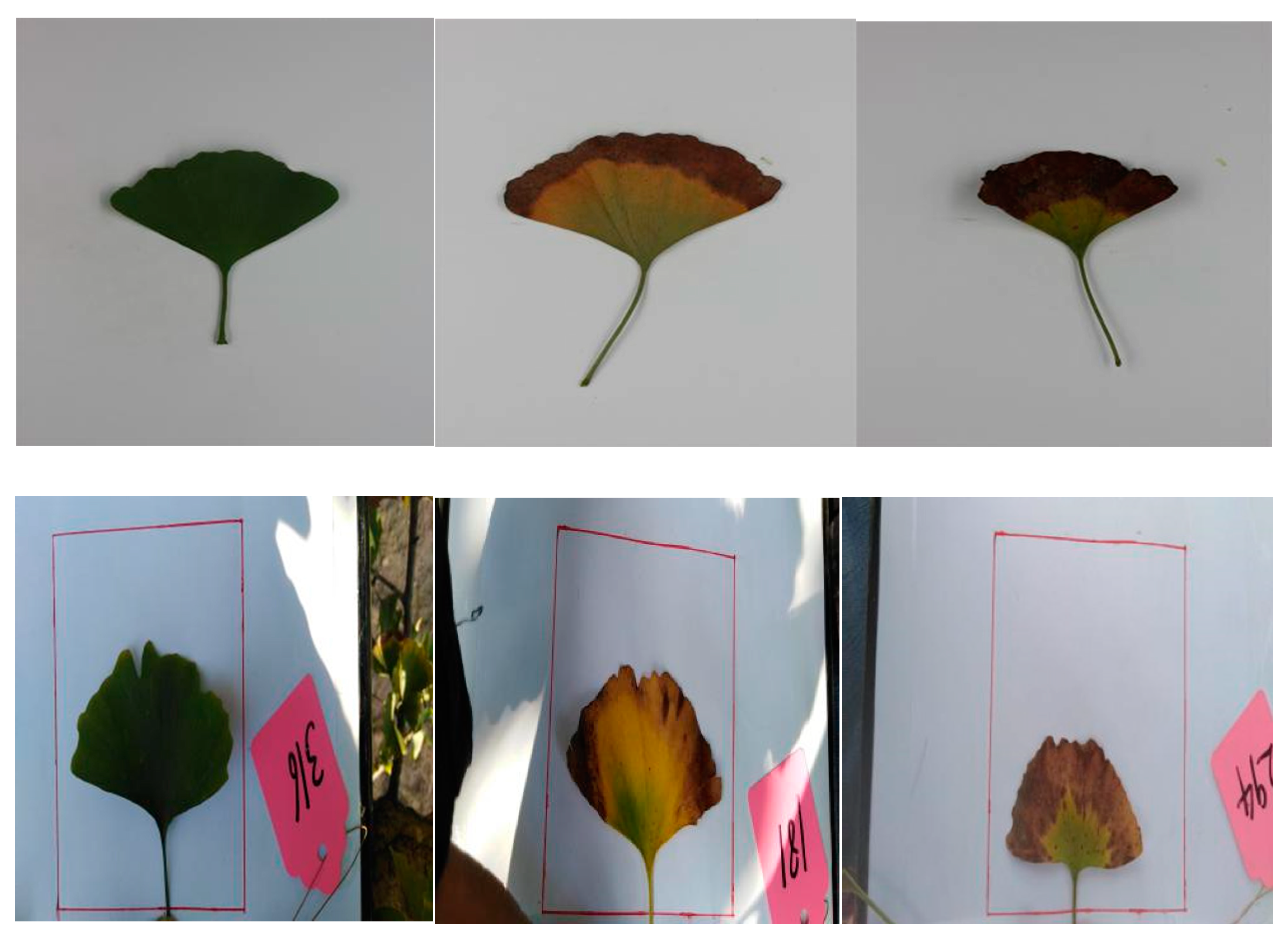 Information 11 00095 g002