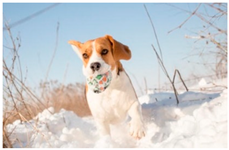 Information 14 00298 i001