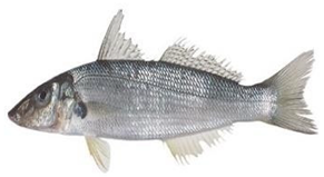 Information 15 00324 i007