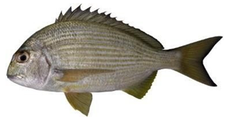 Information 15 00324 i011