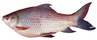 Information 15 00324 i017