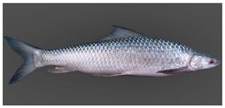 Information 15 00324 i021