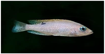 Information 15 00324 i031