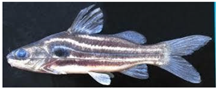 Information 15 00324 i037