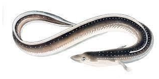 Information 15 00324 i045