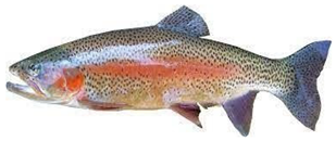 Information 15 00324 i049