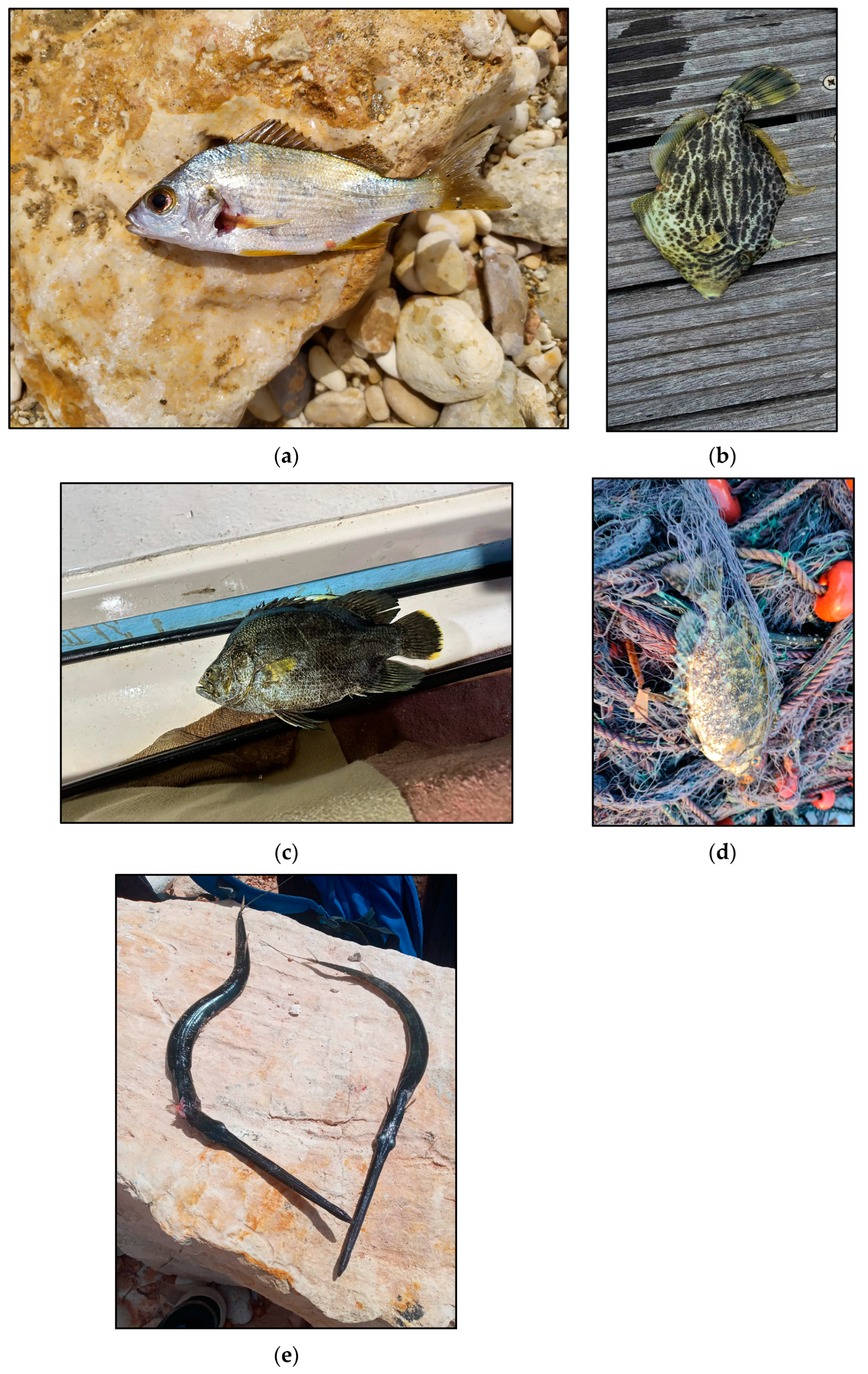 Information 15 00437 g002