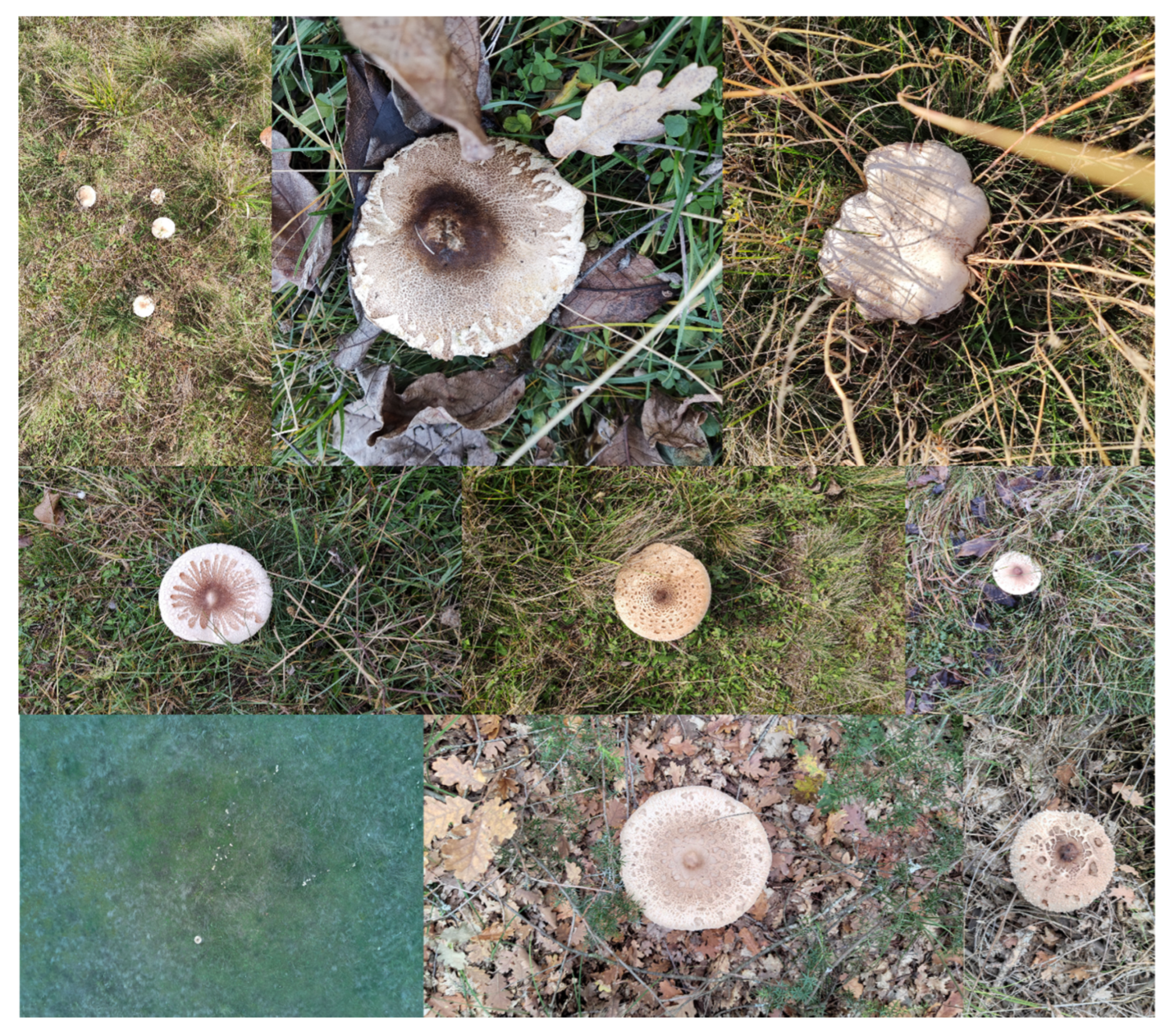 Information 16 00539 g001