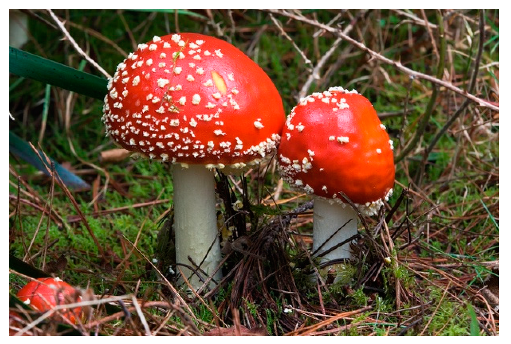 Inorganics 07 00111 g004