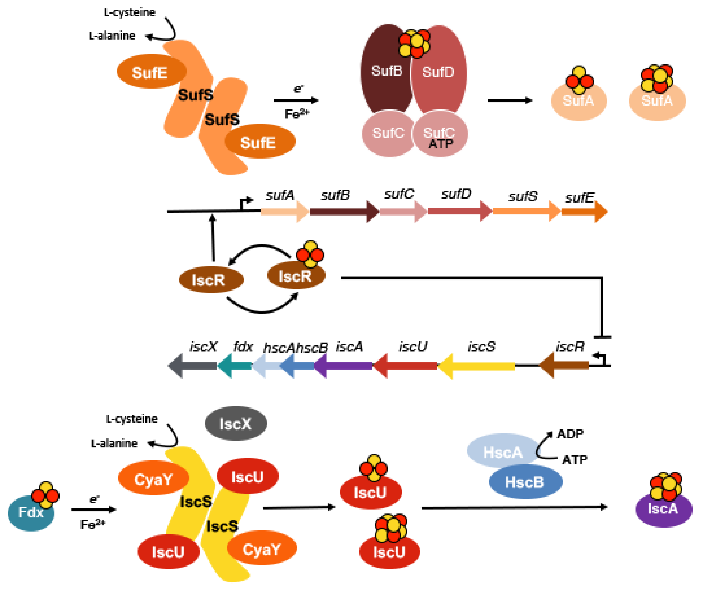 Inorganics 08 00043 g003