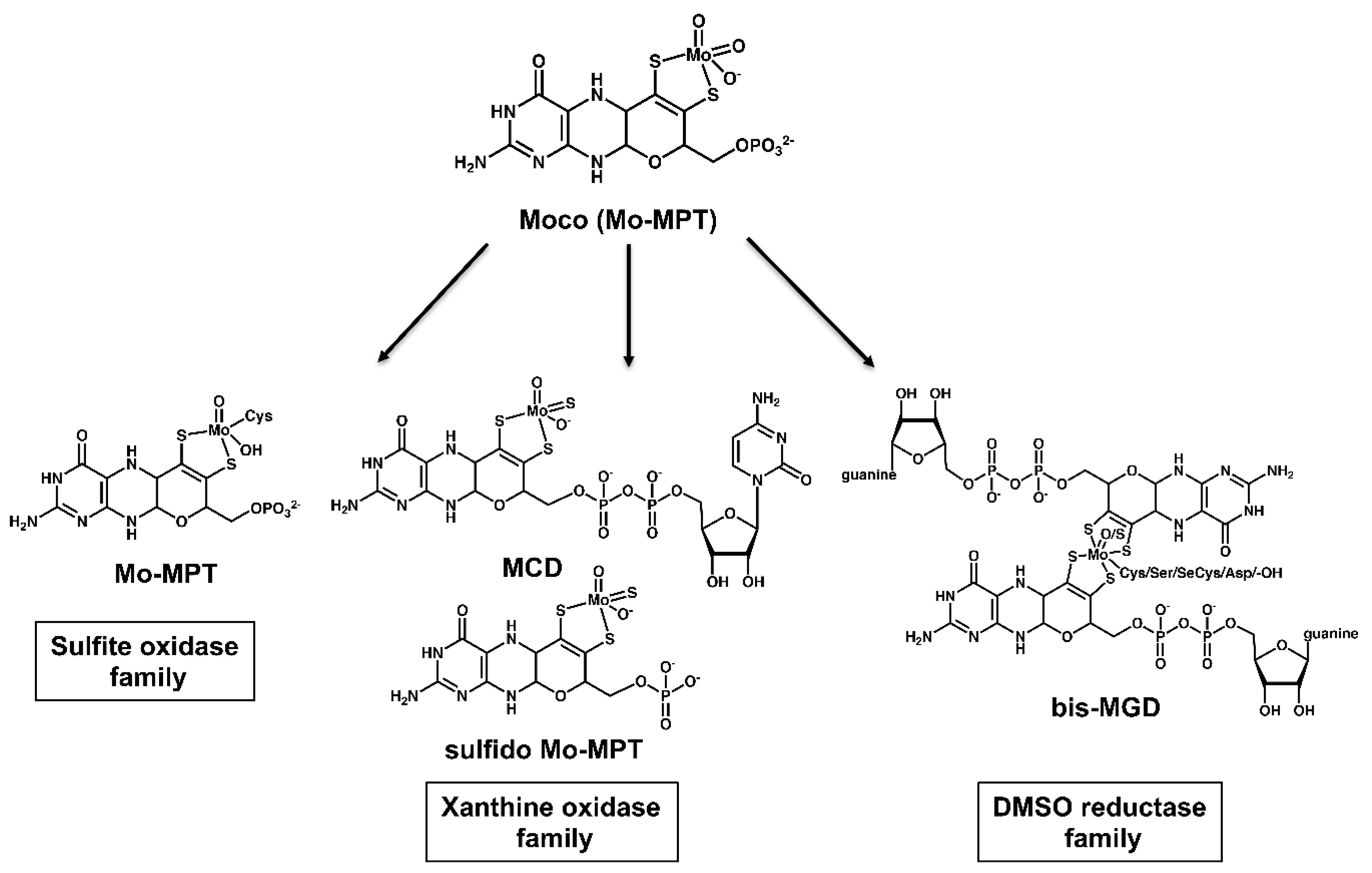 Inorganics 08 00043 g005