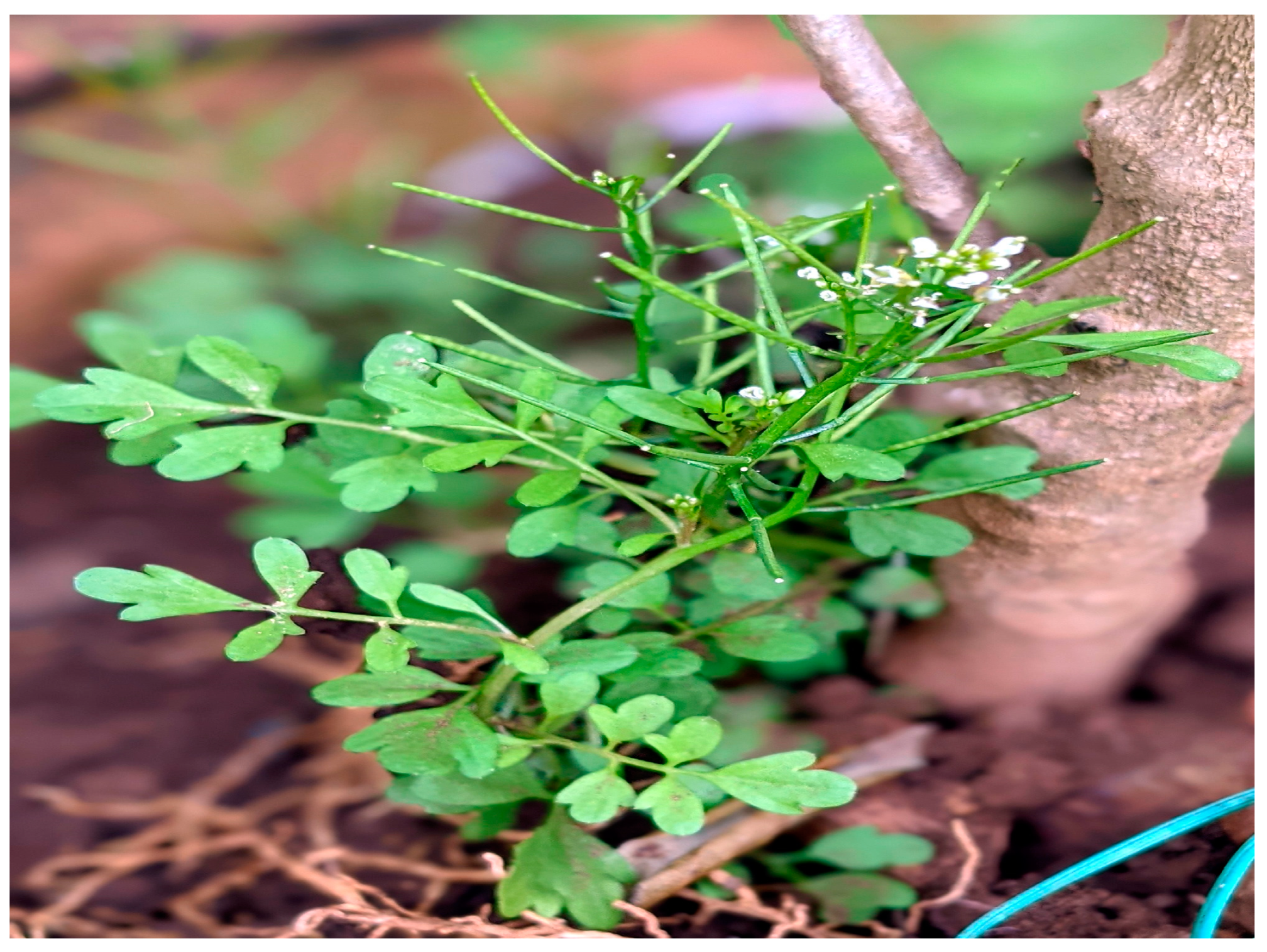 Inorganics 11 00322 g001