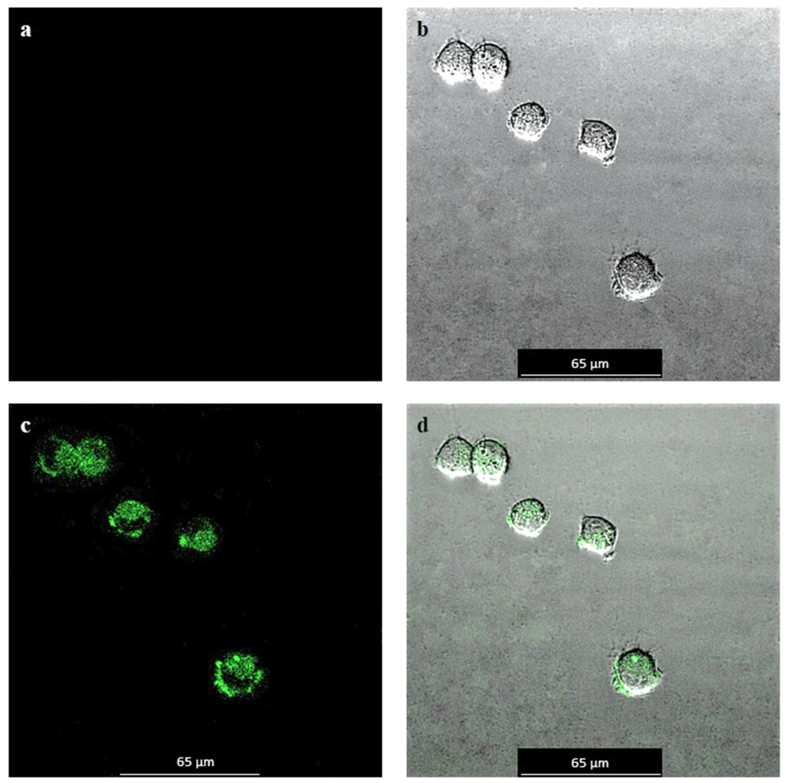Inorganics 13 00005 g012
