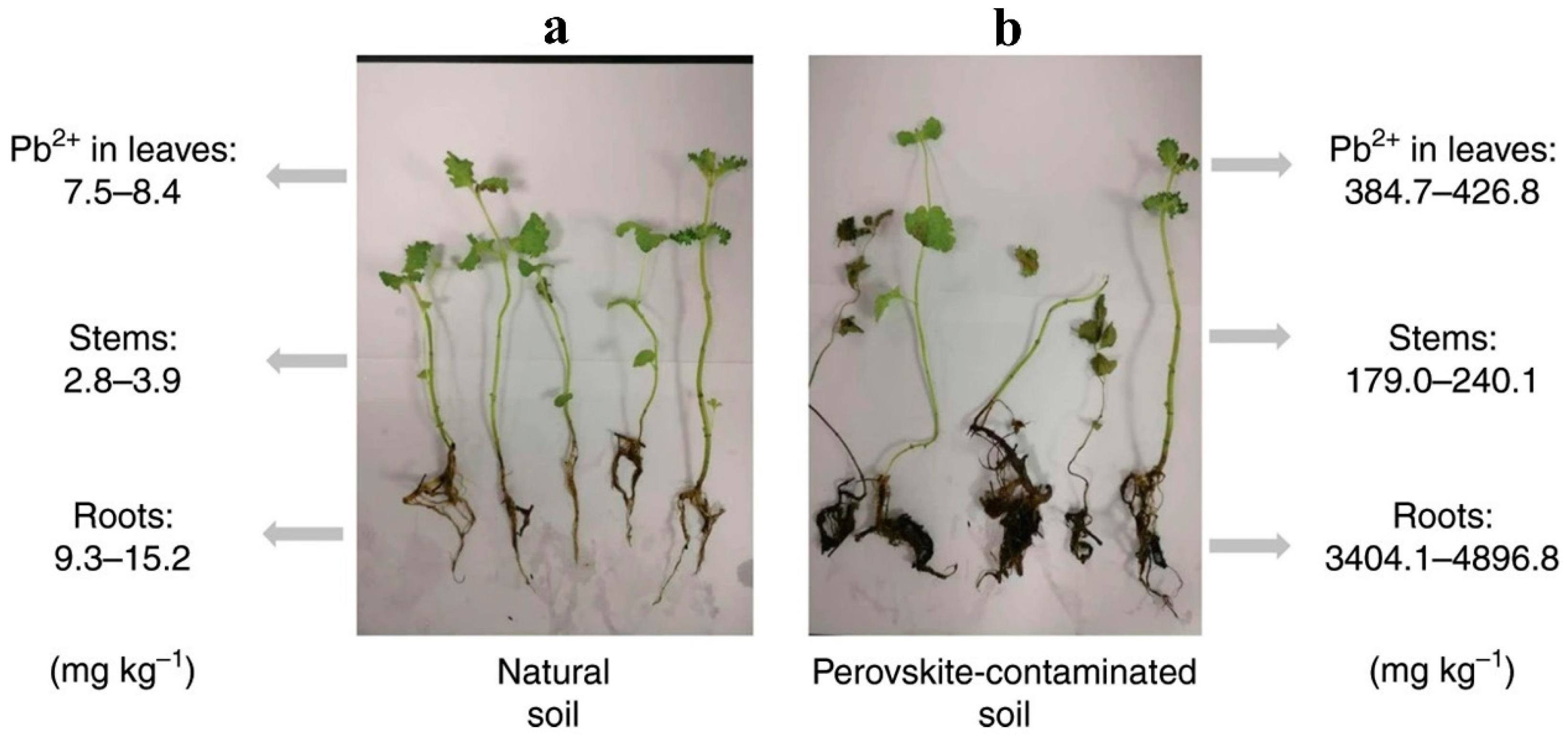 Inorganics 13 00123 g001