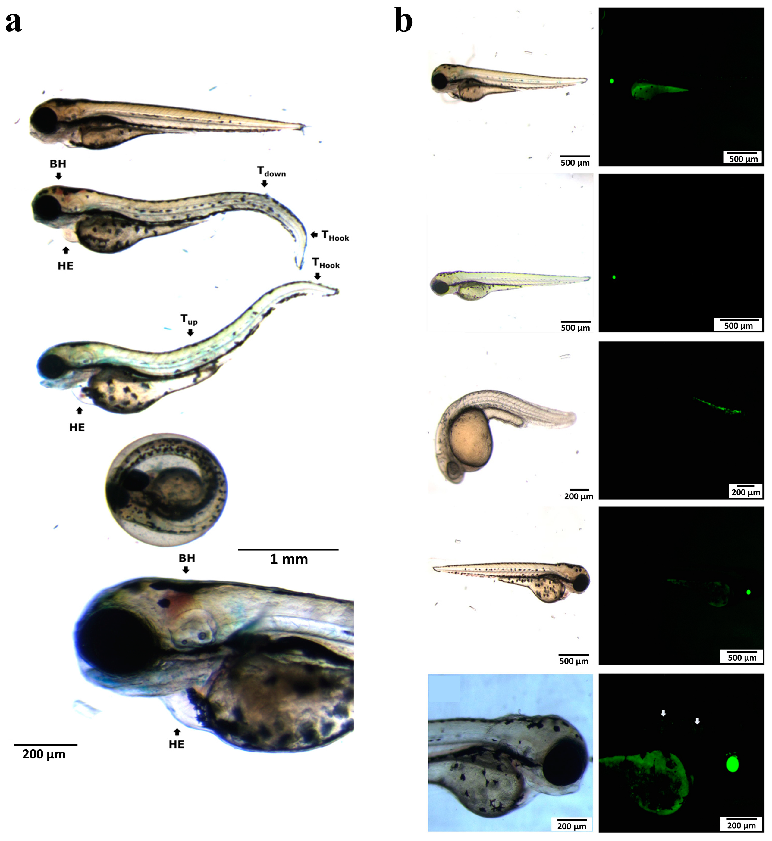 Inorganics 13 00123 g002