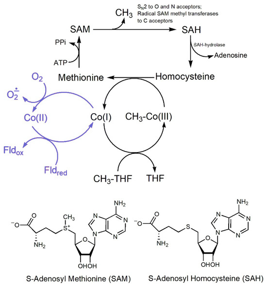 Inorganics 13 00137 g044