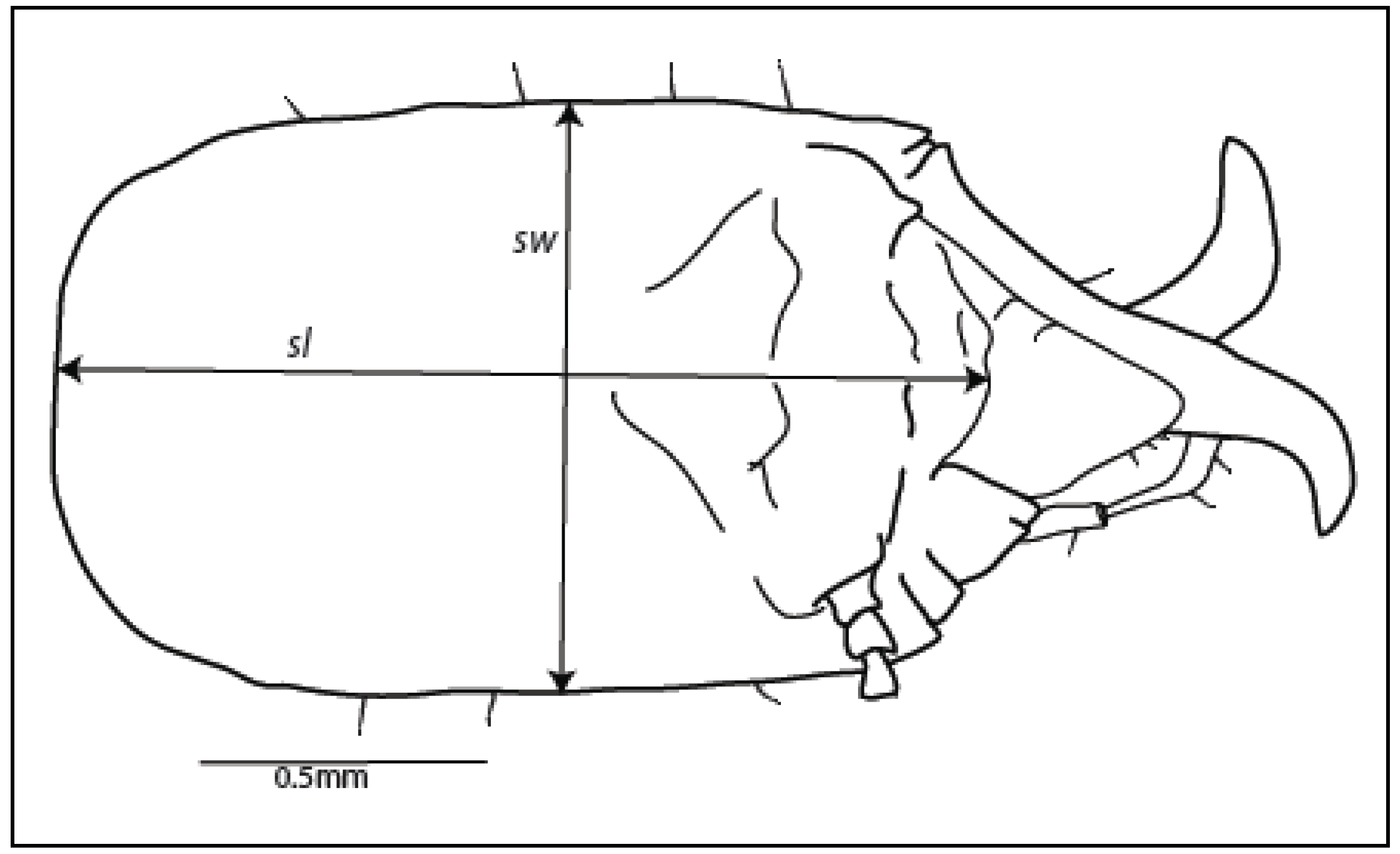 Insects 03 00062 g001