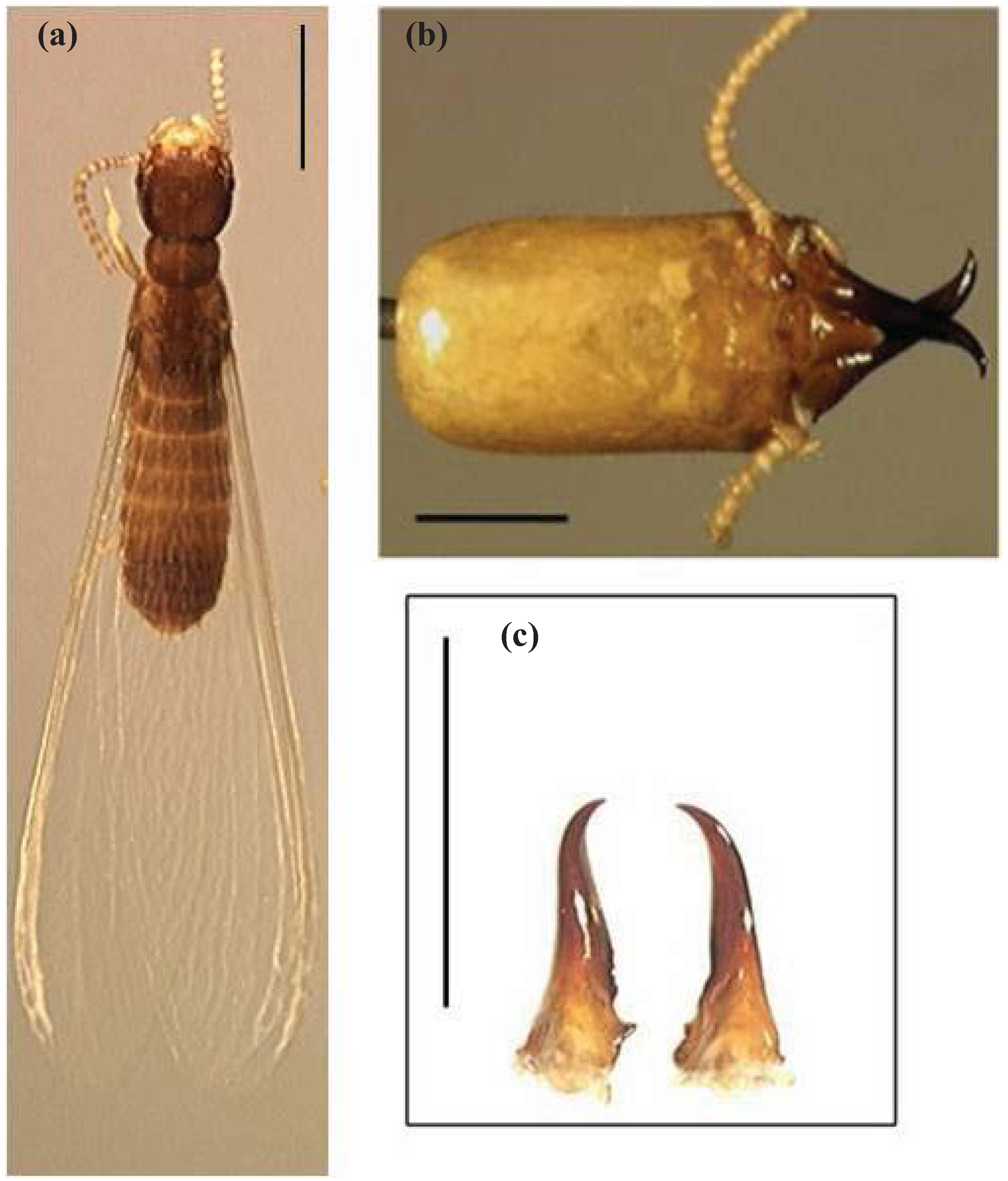 Insects 03 00062 g008