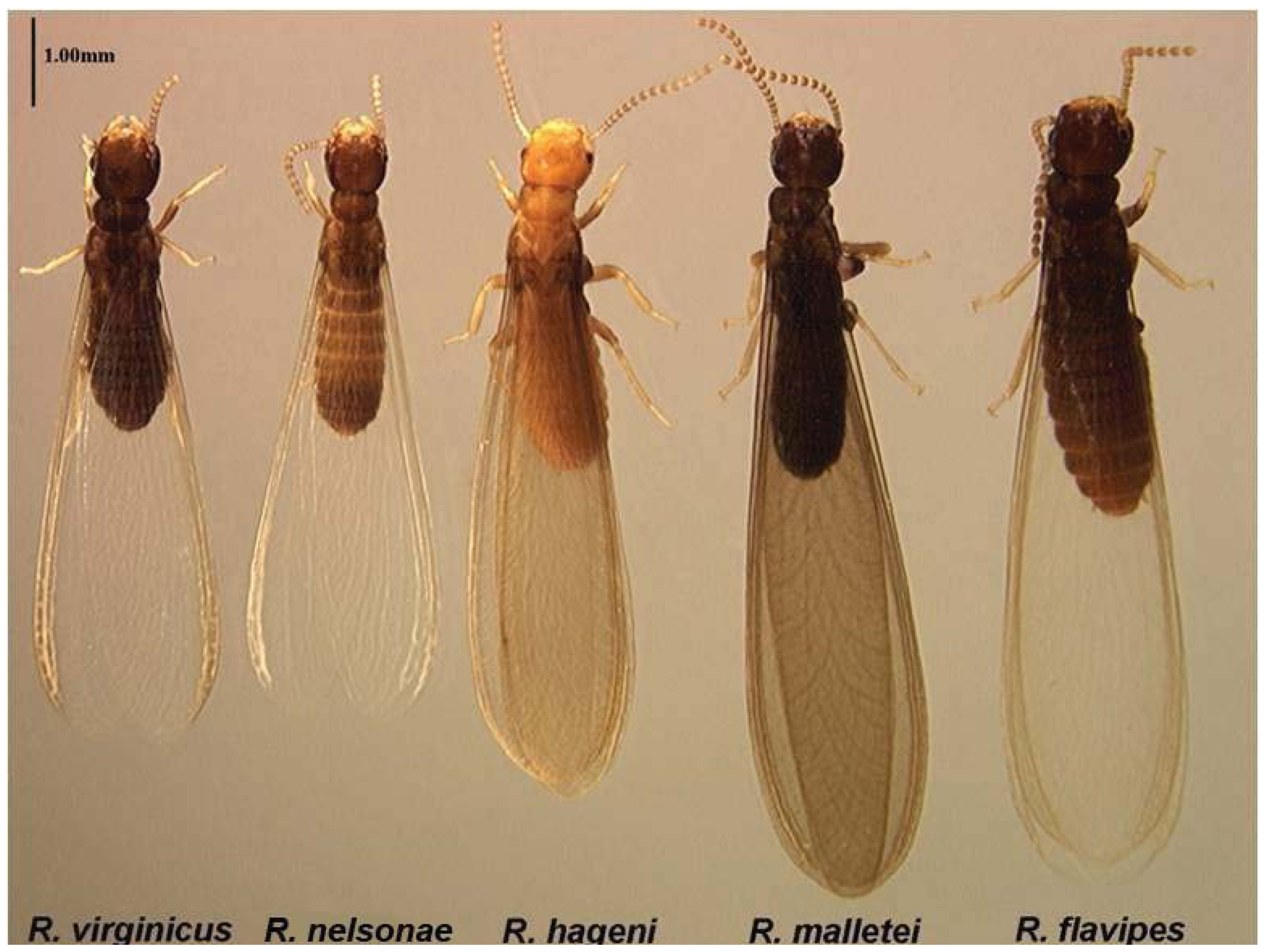 Insects 03 00062 g010