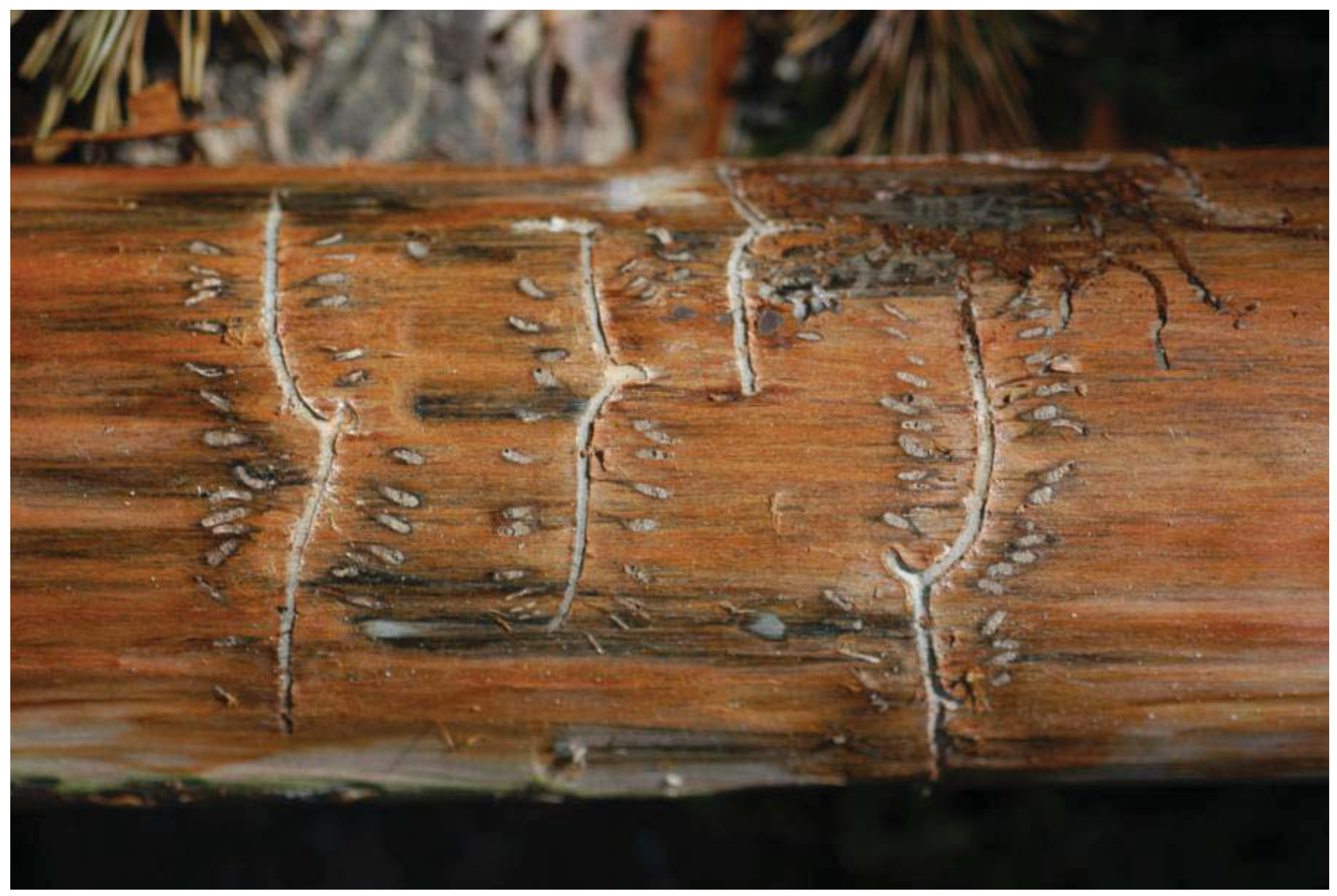 Insects 03 00200 g002