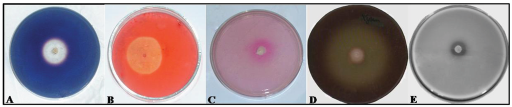 Insects 03 00228 g002 1024