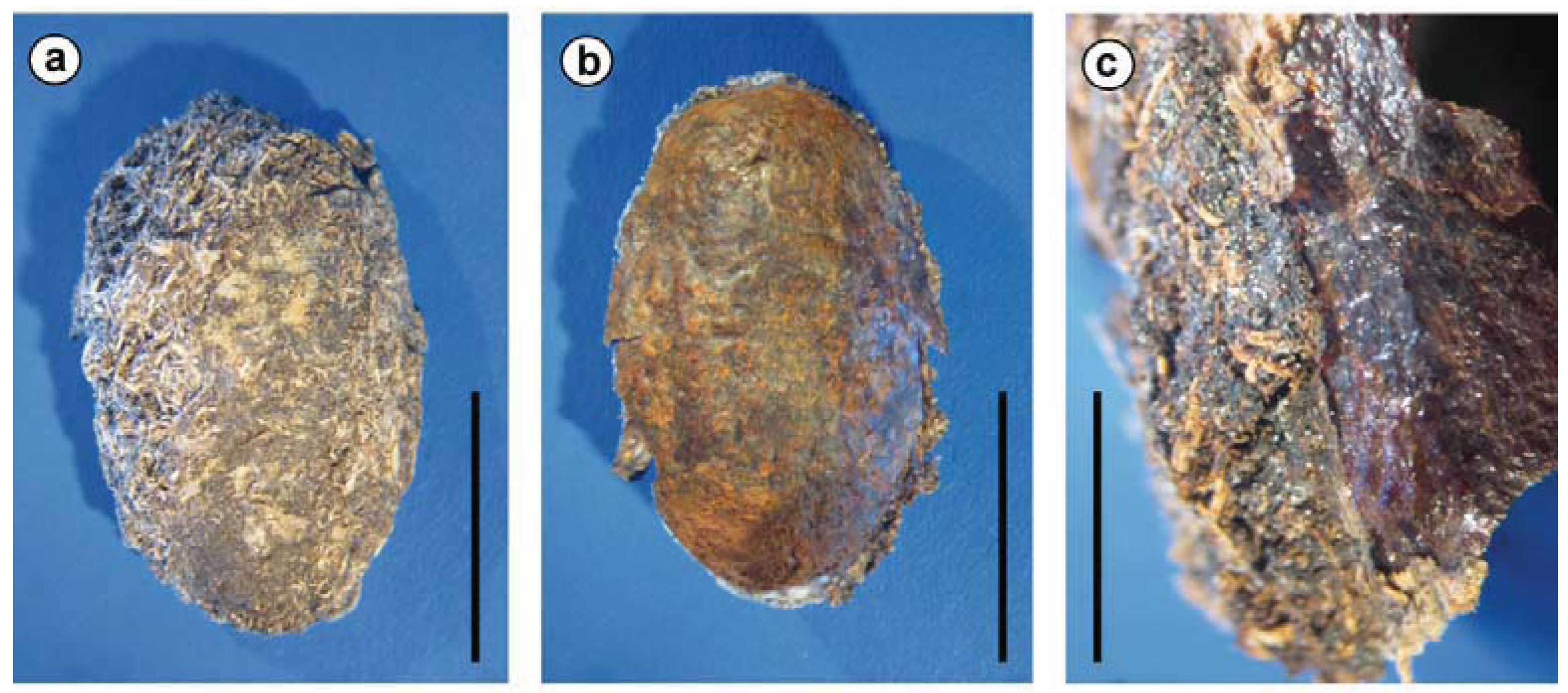 Insects 03 00473 g005