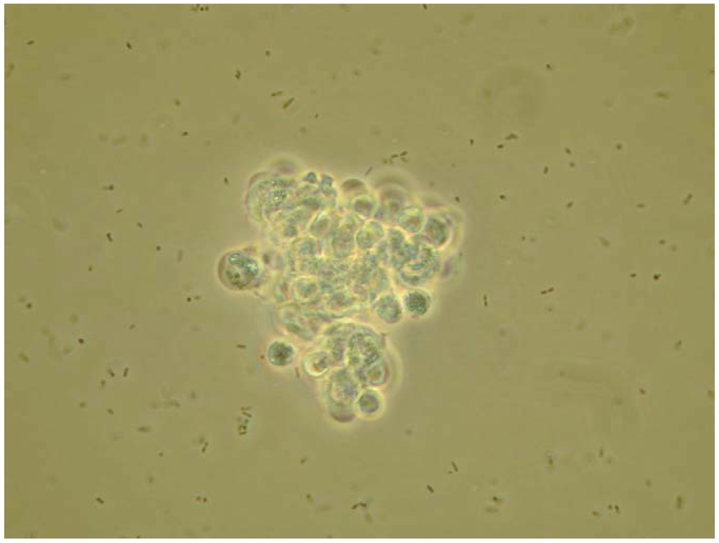 Insects 03 00492 g001 1024