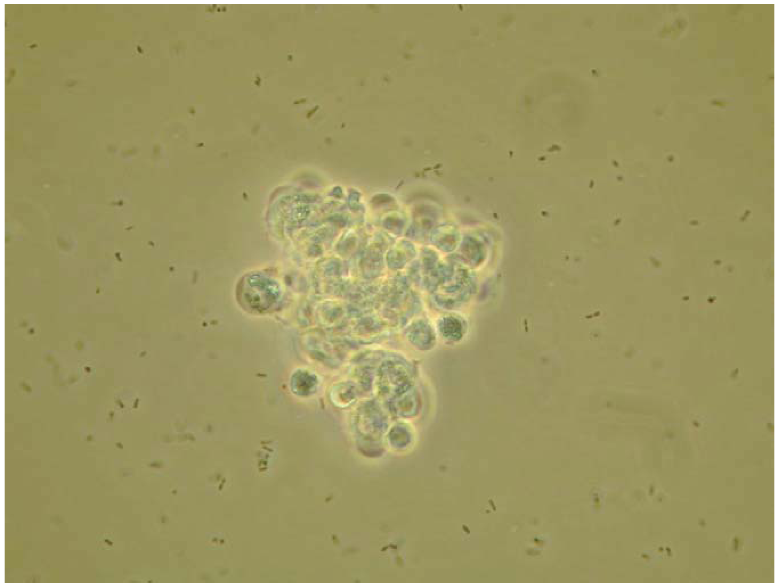 Insects 03 00492 g001