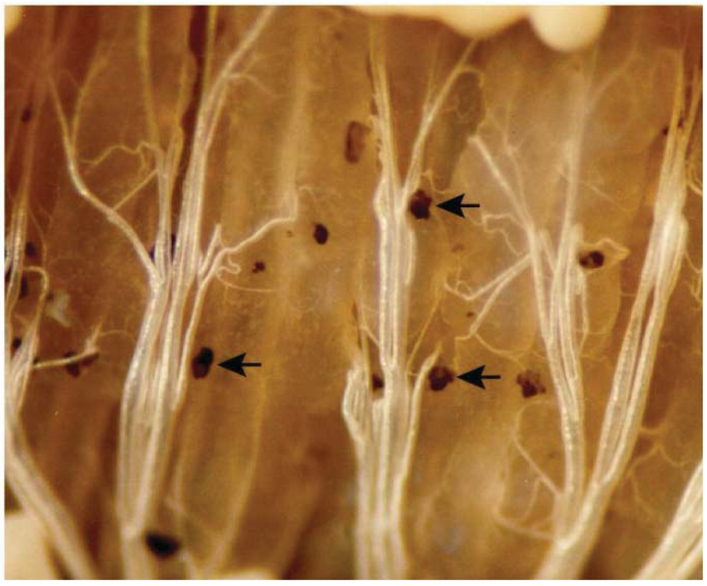 Insects 03 00492 g002 1024