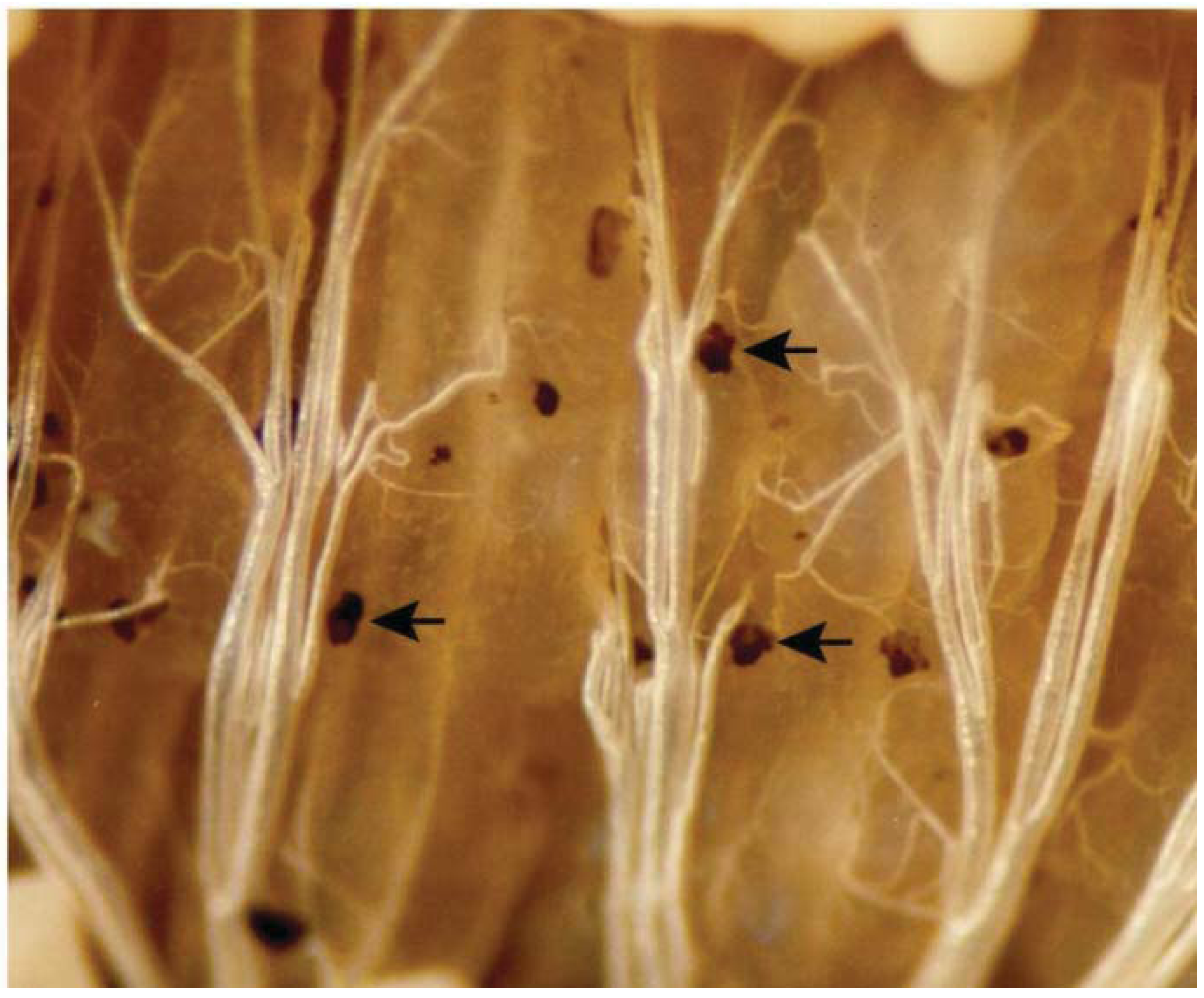 Insects 03 00492 g002