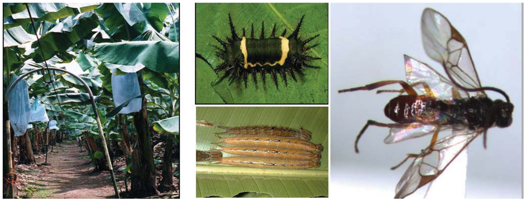 Insects 03 00616 g001 1024