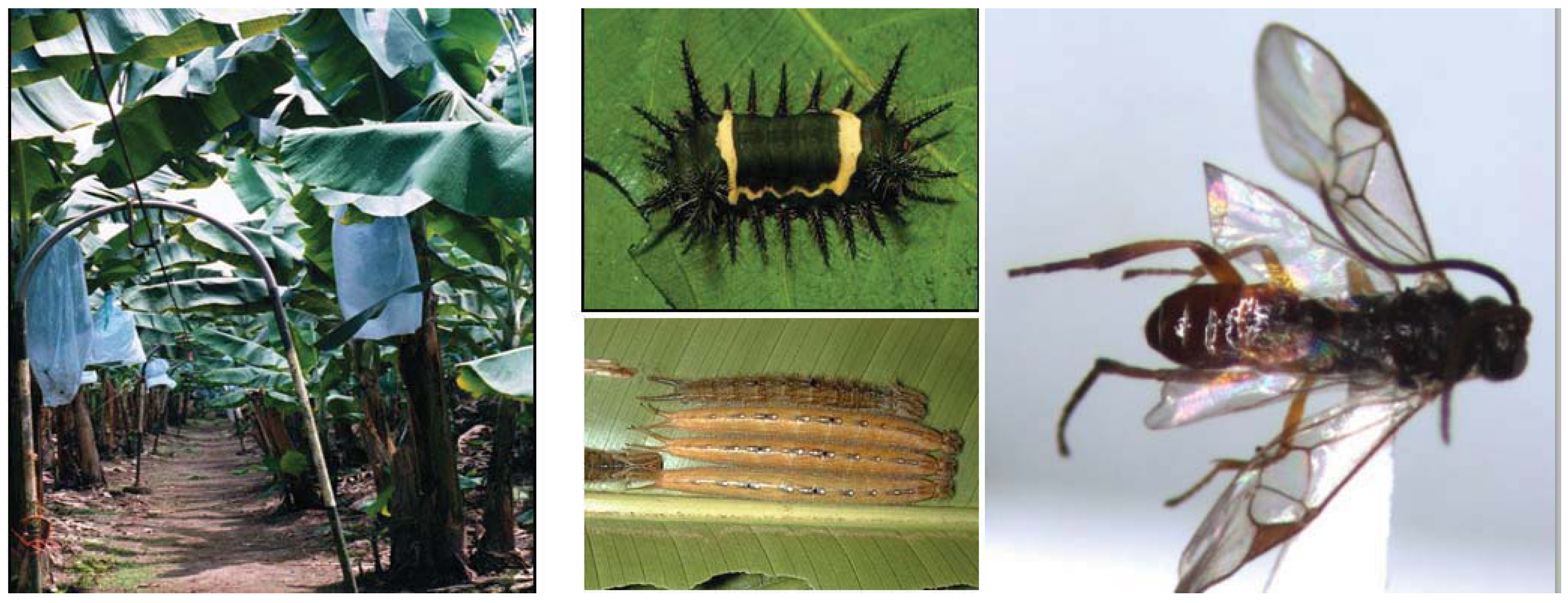 Insects 03 00616 g001