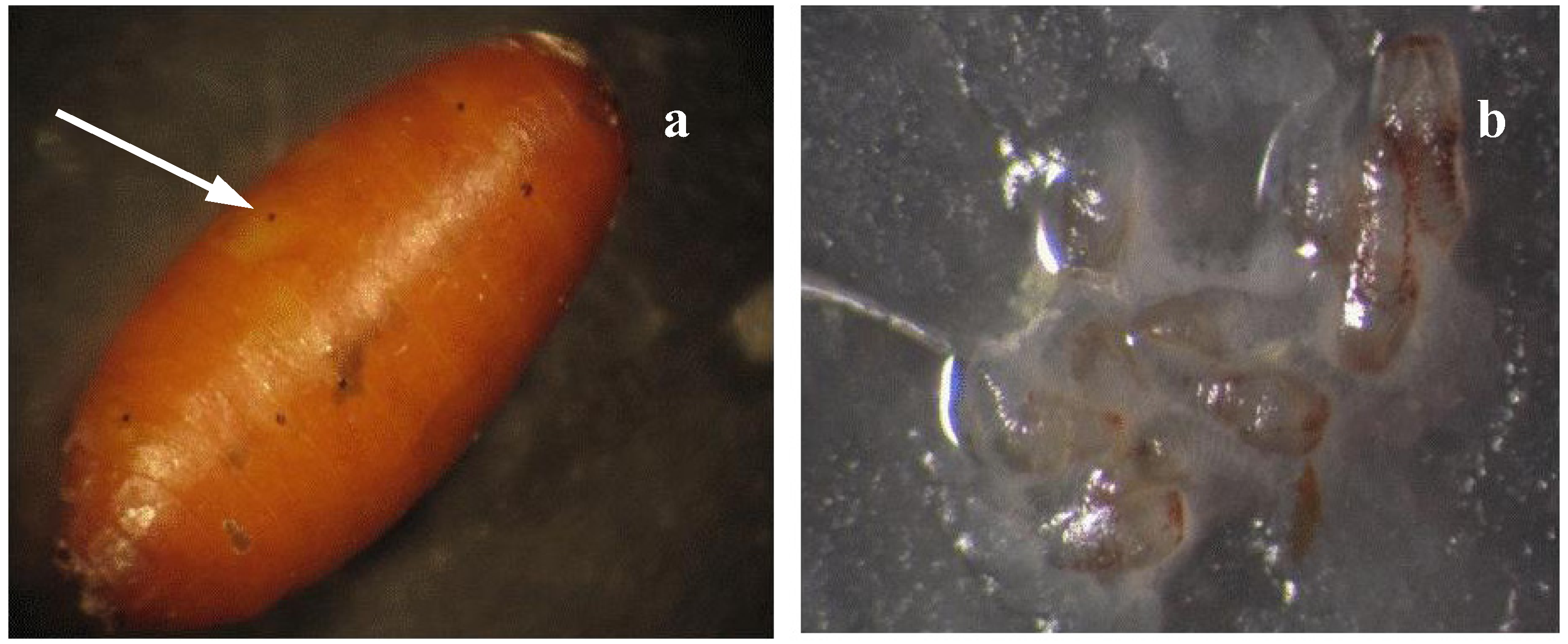 Insects 03 00900 g001