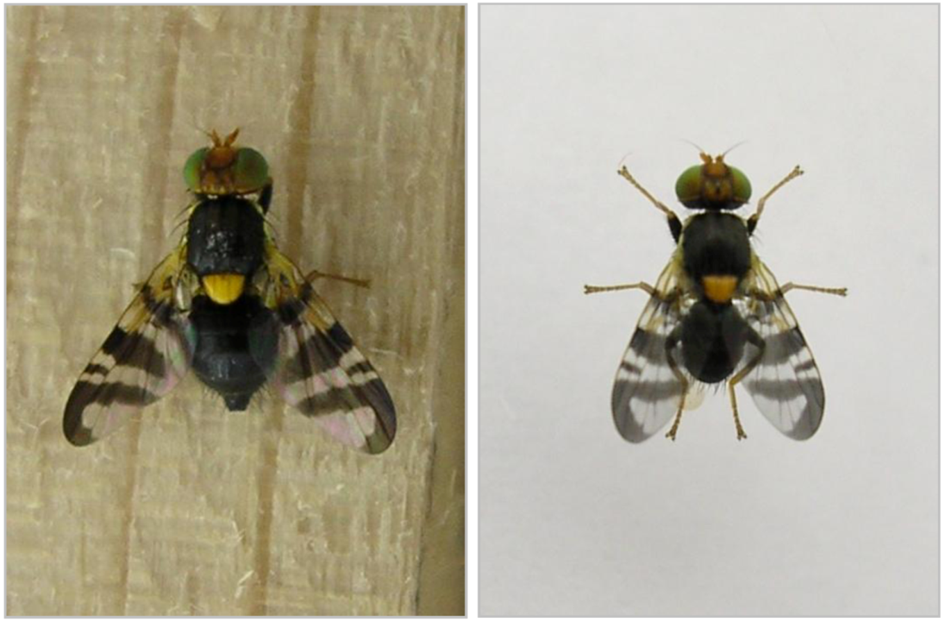 Insects 03 00956 g001