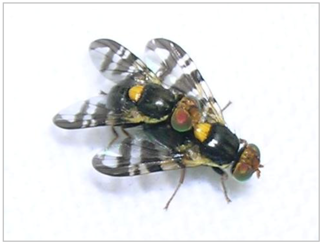 Insects 03 00956 g002