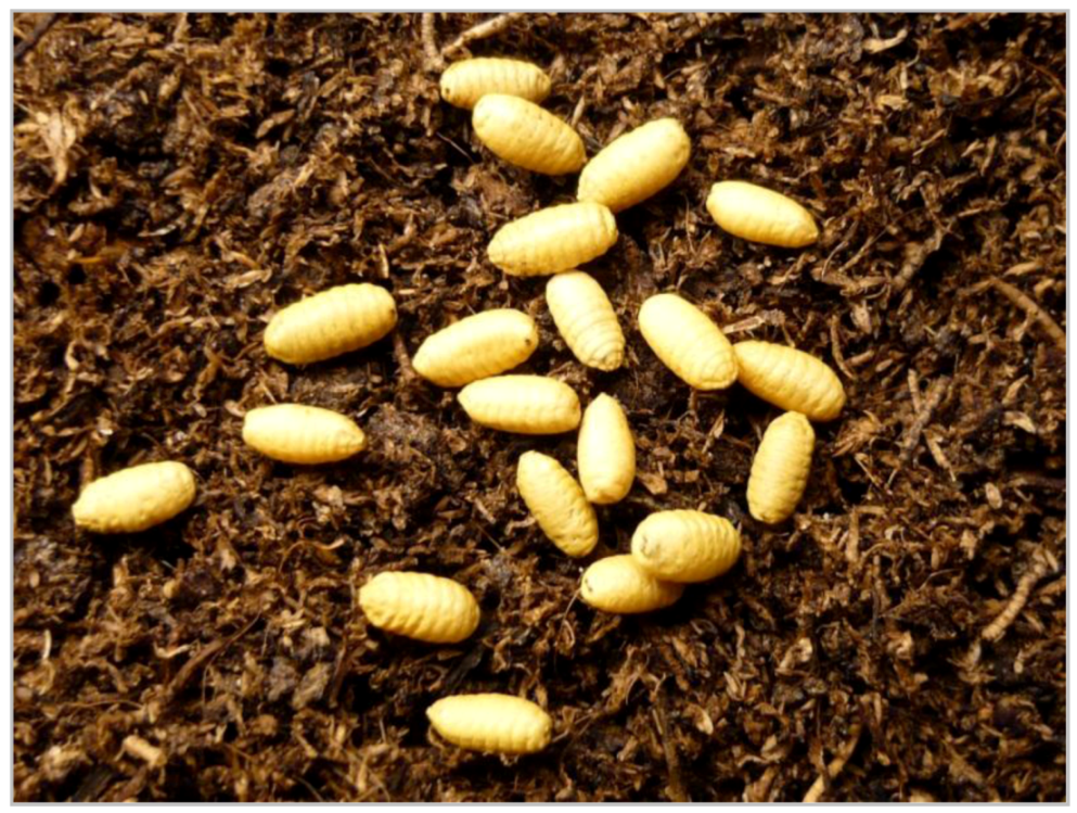 Insects 03 00956 g005