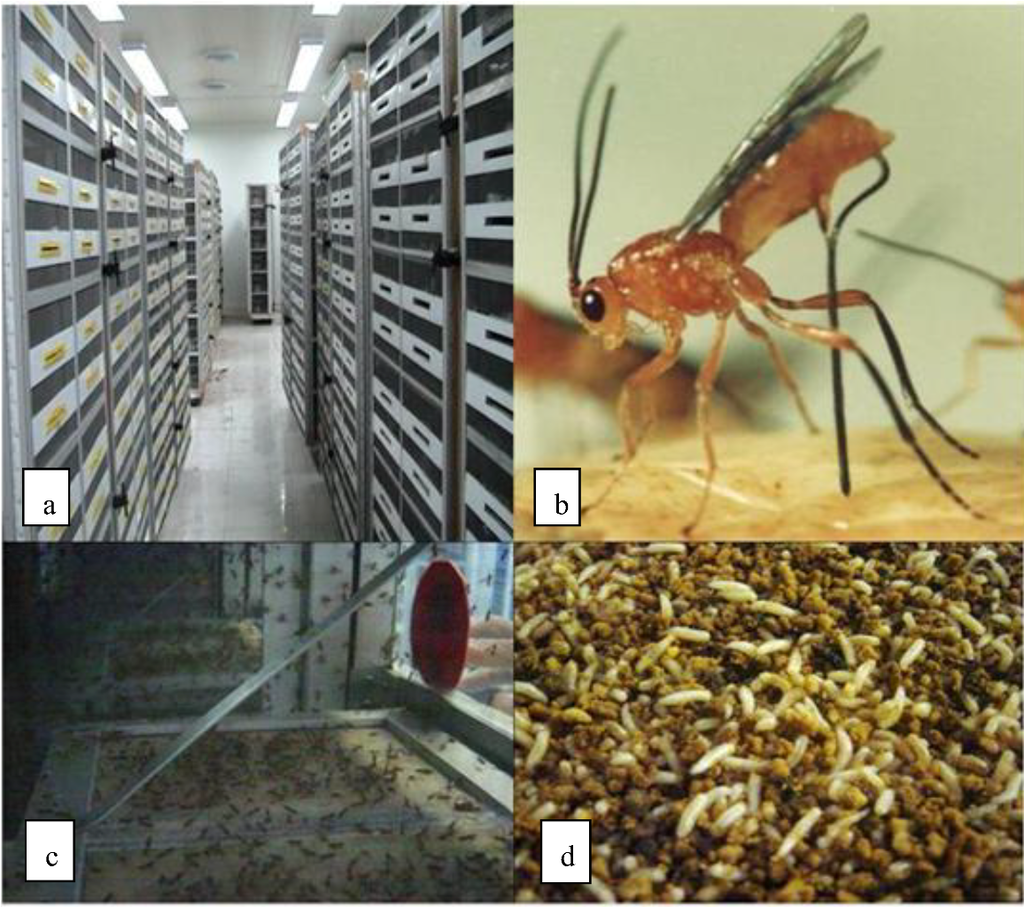 Insects 03 01105 g001 1024