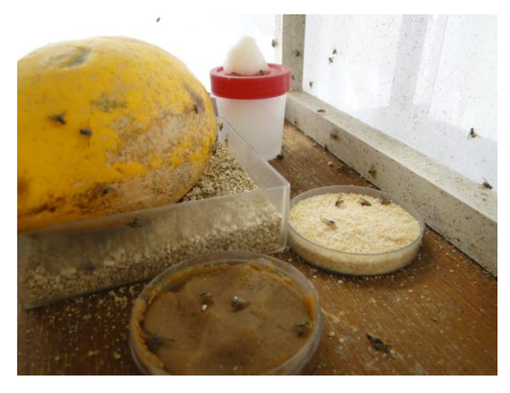 Insects 04 00055 g001 1024